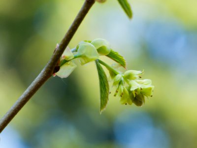 Corylopsis pauciflora - lískovníček chudokvětý - květ